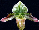 Paph. venustum
